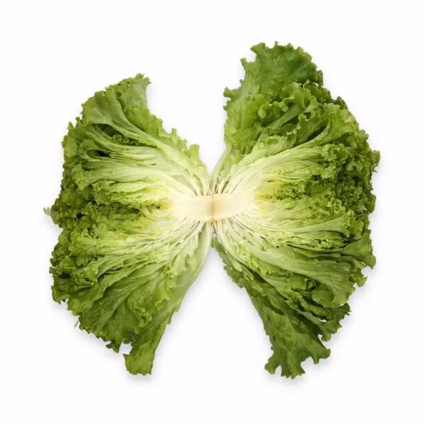 Rijk Zwaan Comedion Marul Tohumu 5000 Adet